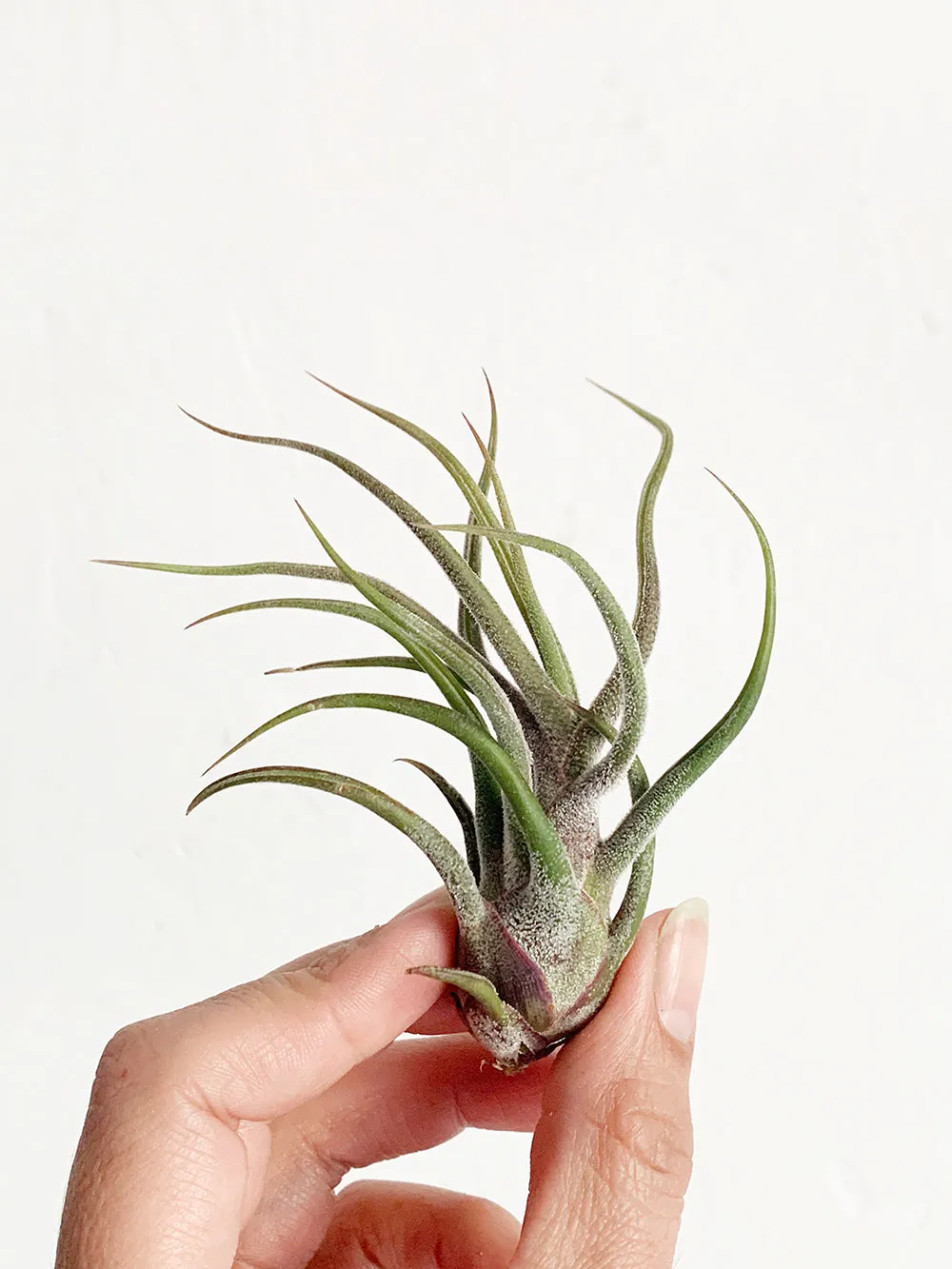 Tillandsia Guatemala