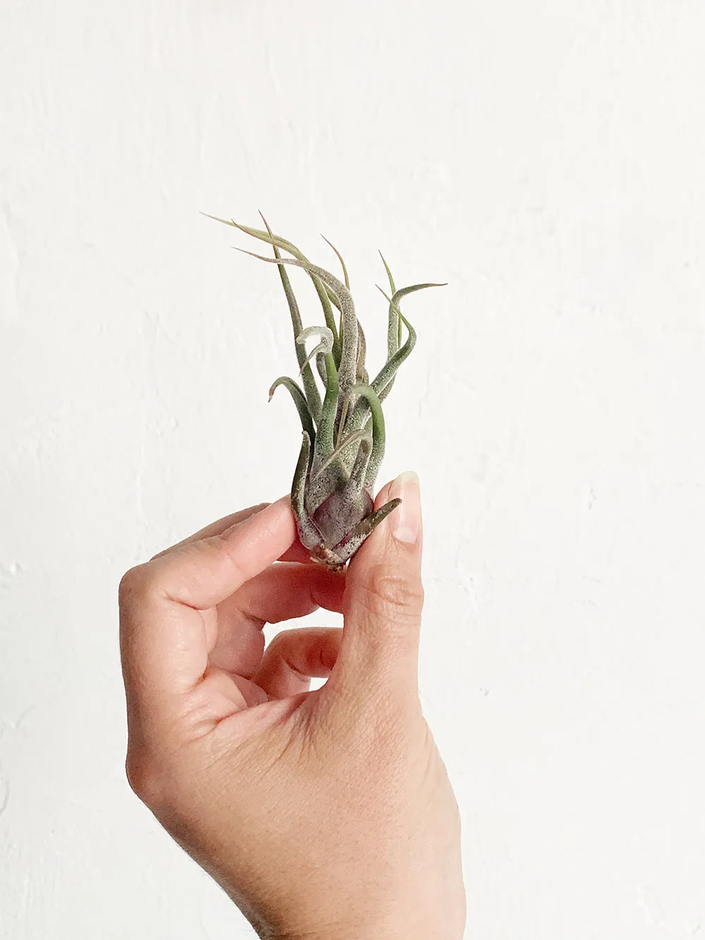 Tillandsia Guatemala